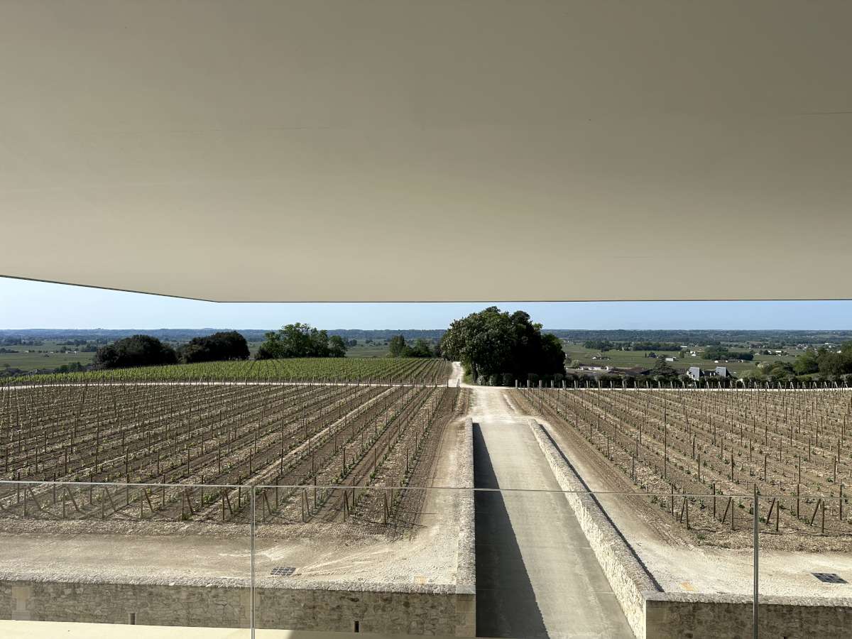 Overlooking the vines at Belair-Monange.